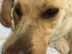 -骐奇宠物诊疗中心(南亭公路店)