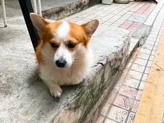-小梁哥云吞面(黄贝岭店)