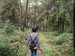 -铁山坪森林公园