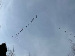 -盐城丹顶鹤湿地生态旅游区