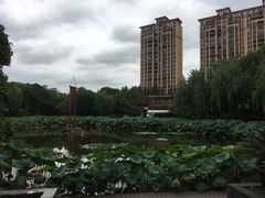-陈家山荷花公园