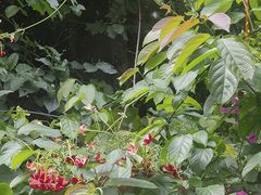 -食德喜·阳山鸡王食研基地