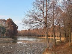 -上海海湾国家森林公园