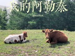 -丰宁坝上草原