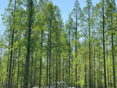 -黄海国家森林公园