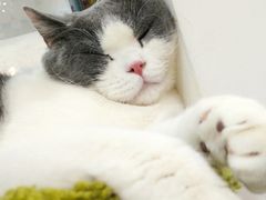 -糯米喵星人·撸猫猫舍咖啡馆(西市场嘉华店)