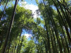 -大围山国家森林公园