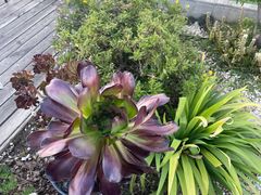 -唐咖精品咖啡(大理古城手冲店)