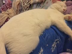 -纳吉亚猫专科动物诊疗中心(蒋宅口分院)