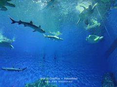 -芜湖新华联大白鲸海洋公园