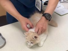 -瑞派康怡24h宠物医院·犬猫医疗中心·微创绝育(瑞景分院)