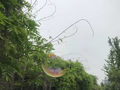 -嘉定紫藤园