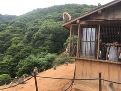 -岚山猴子公园