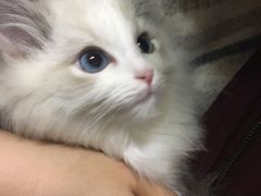 -Bastet sally猫舍购宠(静安店)