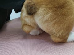 -1013 PET SHOP精品宠物商店(丁香店)