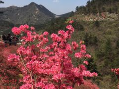 -木兰云雾山