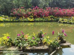 -深圳仙湖植物园