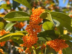 -重庆医科大学附属第一医院(金山院区)