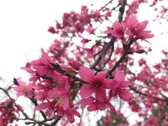 -天适樱花悠乐园