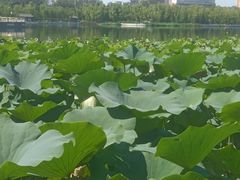 -莲花池公园