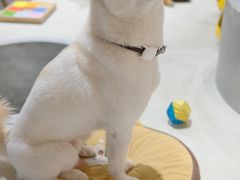 -柴务处·柴犬主题狗咖