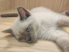 -屋虎猫馆(宝安大仟里店)