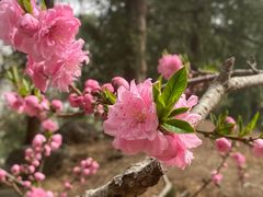 -香山公园