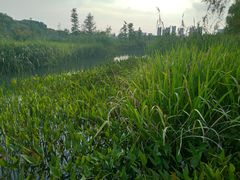 -昆山城市生态森林公园