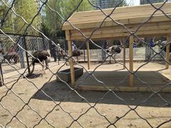 -长白岛森林公园