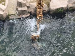 -上海野生动物园