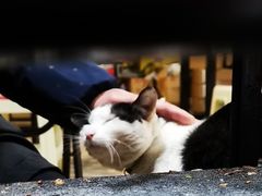 -小板凳(四公里店)