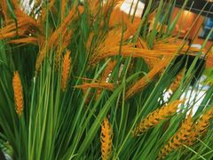 -如轩·海鲜砂锅粥·潮汕菜(南城店)