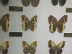 -上海昆虫博物馆