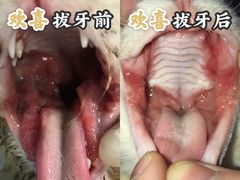 -爱贝特动物医院·猫口炎专科