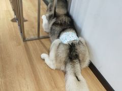 -Husky Go! 哈士奇体验馆·宠物咖啡厅狗咖