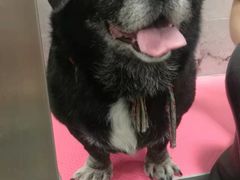 -宠福鑫康馨动物医院·骨科·眼科