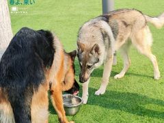 -爪吧宠物乐园 (温榆河示范区店)