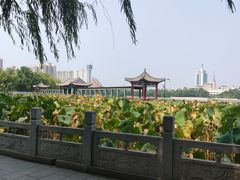 -莲花池公园