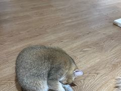 -1013 PET SHOP精品宠物商店(丁香店)