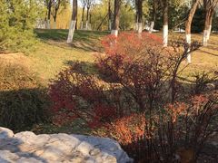 -永定河休闲森林公园