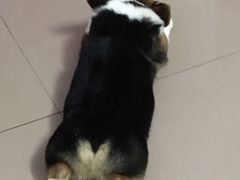 -贝利宠物医院·骨科·眼科·肿瘤转诊中心(南坪诊疗中心)