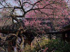 -杭州植物园