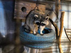 -酷嗒动物文化乐园(cutezoo西溪乐天城店)