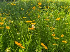 -白塔湖国家湿地公园