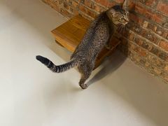 -豆逗聊愈猫阁Easy Life