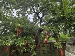 -御林古桑园