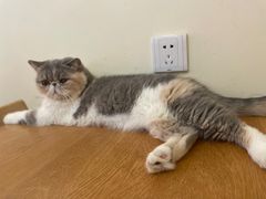 -滚猫咖啡·猫咖·猫友好撸猫(未来城店)