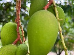 -三亚亚龙湾金棕榈度假酒店