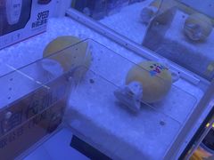 -小象猛犸(炫地购物中心店)
