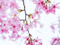 -顾村公园